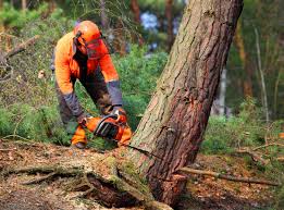 Reliable New Paris, IN Tree Removal Solutions